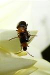 Luperomorpha xanthodera