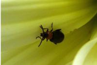 Luperomorpha xanthodera