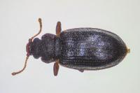 Enicmus rugosus