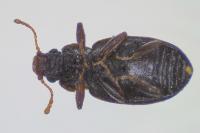 Enicmus rugosus