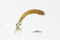 Enicmus rugosus