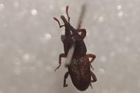 Sitophilus oryzae