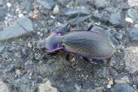 Carabus violaceus
