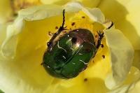 Cetonia aurata