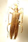 Oedemera femoralis femoralis