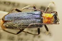 Anogcodes seladonius