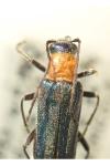 Anogcodes seladonius