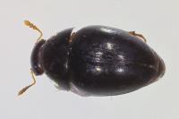 Olibrus flavicornis