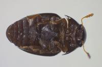 Olibrus flavicornis