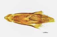 Olibrus flavicornis