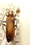 Anogcodes ustulatus