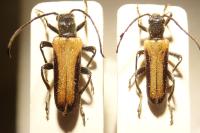 Anogcodes ustulatus