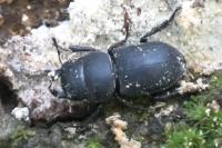 Dorcus parallelipipedus