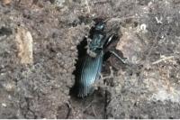 Abax parallelepipedus