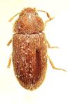 Typhaea stercorea