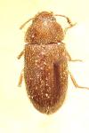 Typhaea stercorea