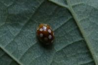 Vibidia duodecimguttata