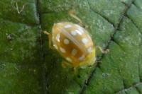 Halyzia sedecimguttata