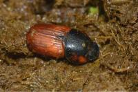 Coprimorphus scrutator