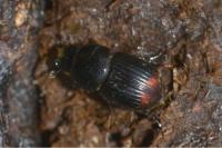 Otophorus haemorrhoidalis