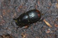 Otophorus haemorrhoidalis