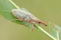 Lixus pulverulentus