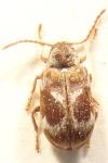 Ptinomorphus imperialis