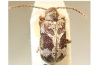 Ptinomorphus imperialis