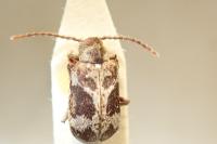 Ptinomorphus imperialis