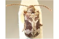 Ptinomorphus imperialis