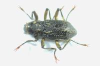 Macronychus quadrituberculatus