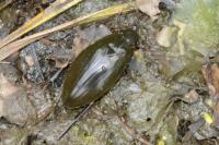 Hydrophilus piceus