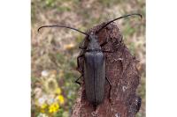 Aegosoma scabricorne