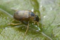 Berosus affinis