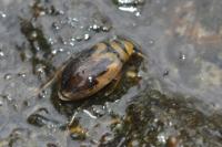 Hygrobia hermanni