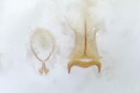 Contacyphon laevipennis