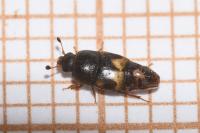 Carpophilus hemipterus