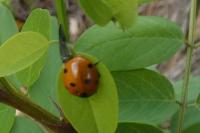 Coccinella septempunctata