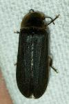 Lampyris noctiluca