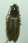 Bembidion lunulatum