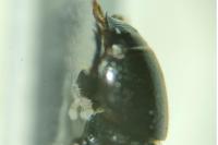 Nialus varians
