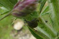 Larinus turbinatus