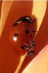 Coccinella septempunctata