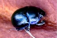 Anoplotrupes stercorosus