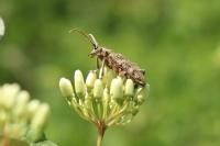 Rhagium sycophanta