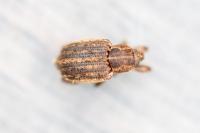 Brachypera zoilus