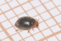 Scymnus haemorrhoidalis