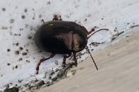 Chrysolina bankii