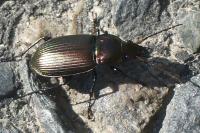 Poecilus cupreus