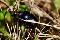 Anoplotrupes stercorosus